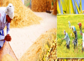 Paddy Purchasing Program for Maha Season - 2019/2020